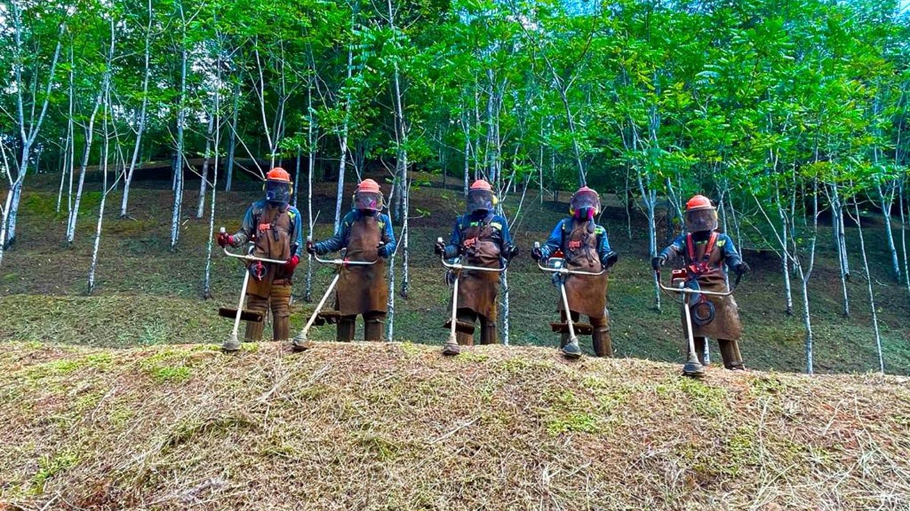 mantenimiento-forestal